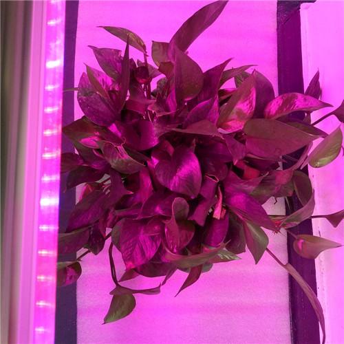 10Pcs 1/2/3/4 Ft LED Tube T5 Grow Light Red/Blue Spectrum(R:B=5:1) Clear Lens for Indoor Plant Veg and Flower Hydroponic Greenhouse Growing Bar Light - Image 7