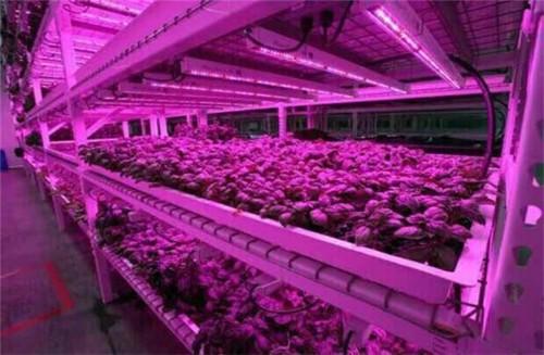 10Pcs 2/3/4 feet LED Tube T8 Grow Light Red/Blue Spectrum (R:B=5:1) Clear Lens for Indoor Plant Veg and Flower Hydroponic Greenhouse Growing Bar Light - Image 5